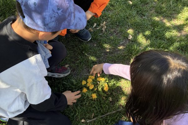 Outdoor learning - students engaged in weekly outdoor learning, growing their awareness of the interconnections that are alive around us, understanding the importance of reciprocity and only taking what we need.